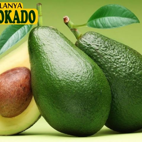 #avokado024 Avokado 24 Adet